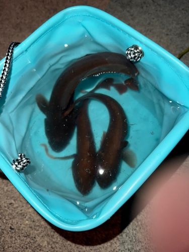 エゾイソアイナメの釣果