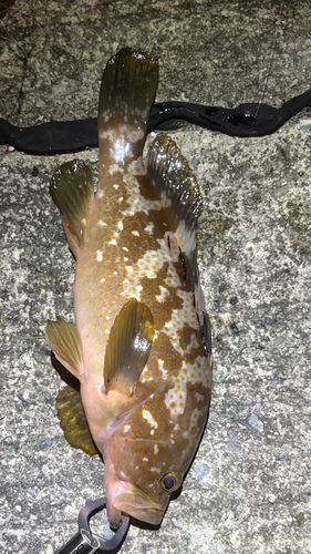キジハタの釣果