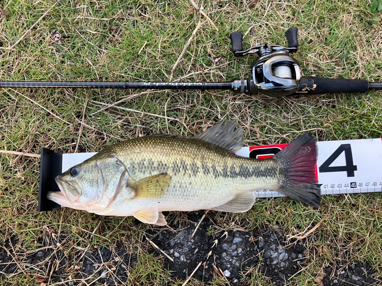 DAIWA 24スティーズ SV TW 100 100Hの最安値・インプレ・釣果 | 本音の