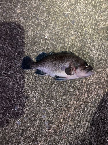 ソイの釣果