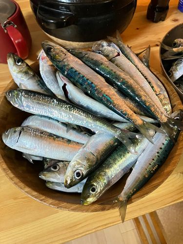 マイワシの釣果