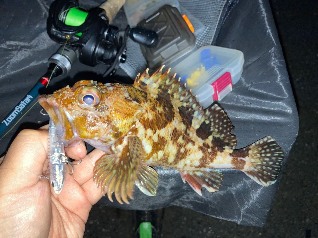 AbuGarcia ズームサファリ ZMSC-565Lの最安値・インプレ・釣果 | 本音