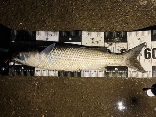 ボラの釣果
