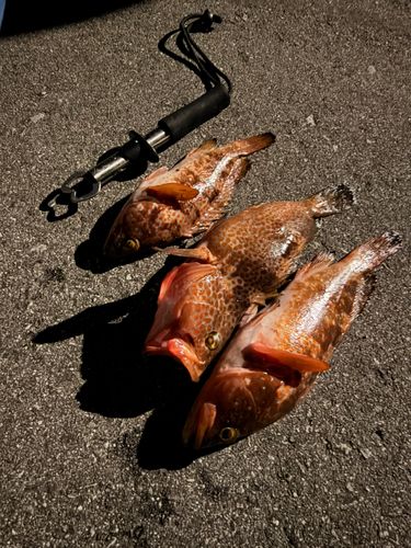 キジハタの釣果