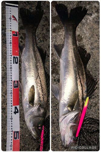 フッコ（マルスズキ）の釣果