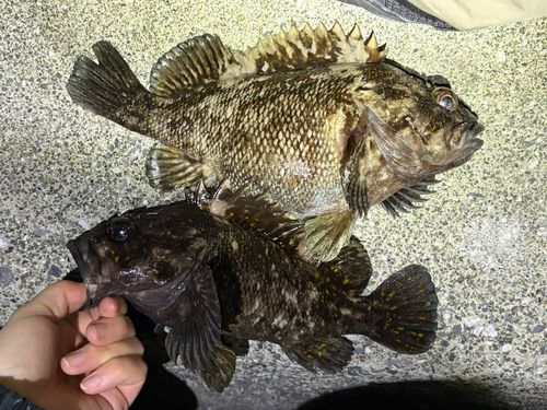 釣果