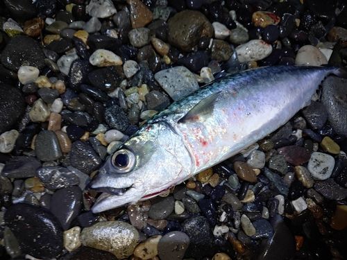 サバの釣果