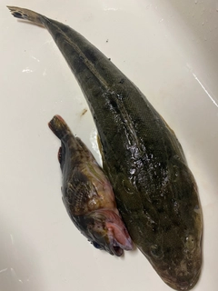マゴチの釣果
