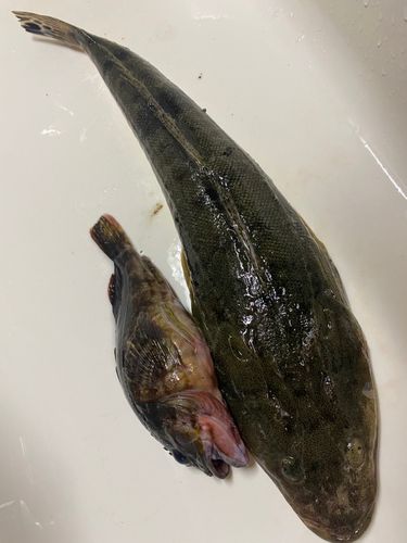 マゴチの釣果