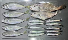 アジの釣果