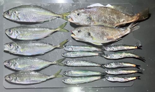 アジの釣果