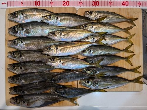 アジの釣果