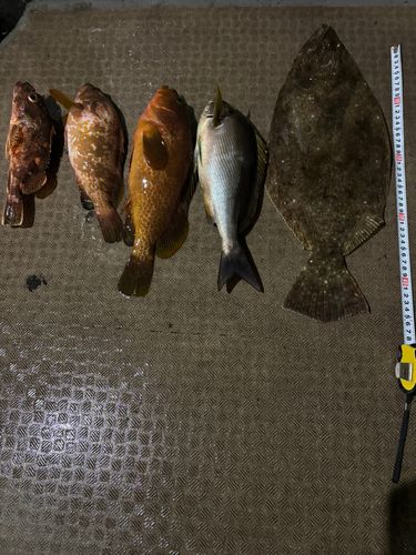 イサキの釣果