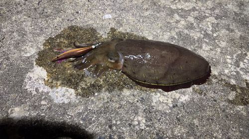 モンゴウイカの釣果