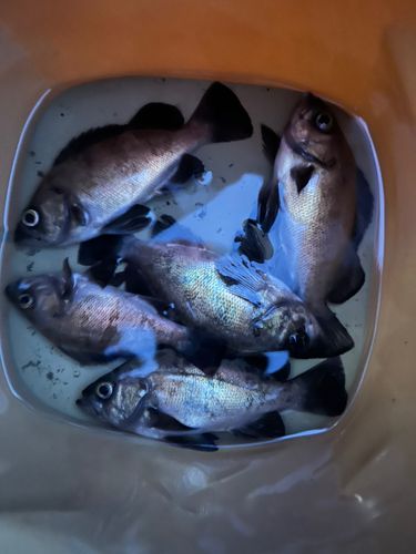 メバルの釣果