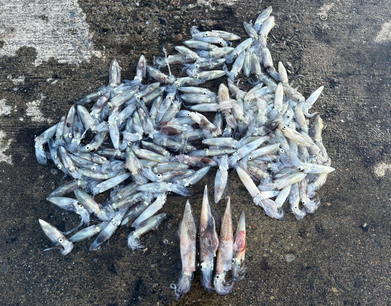 ニワカ釣り師 さんの 2026年05月10日のヤリイカの釣り・釣果情報(岩手