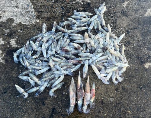 ヤリイカの釣果
