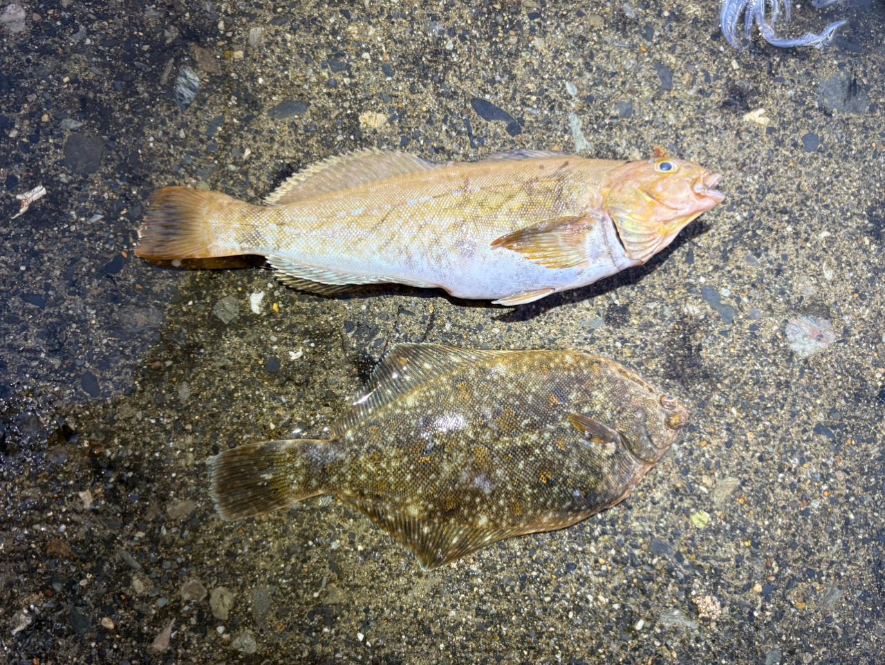 ニワカ釣り師さんの2026年05月10日(日)の釣行(岩手県 - 山田湾