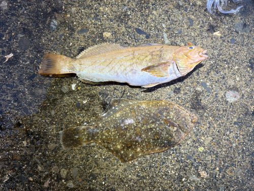 アイナメの釣果