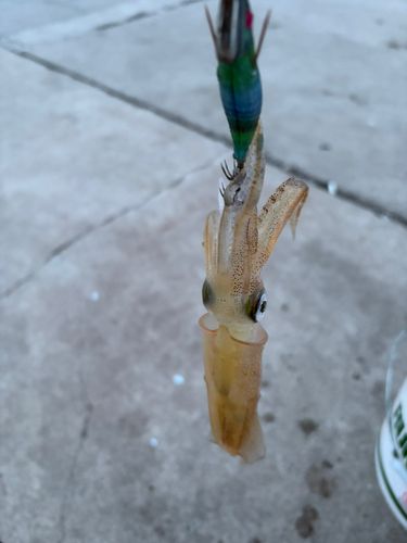 マメイカの釣果