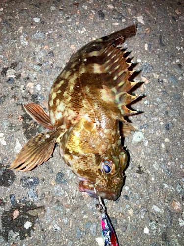 カサゴの釣果