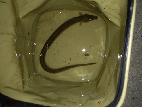 ウナギの釣果