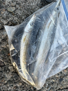 カマスの釣果