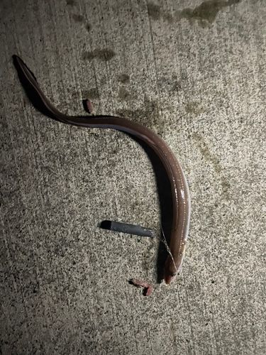 アナゴの釣果