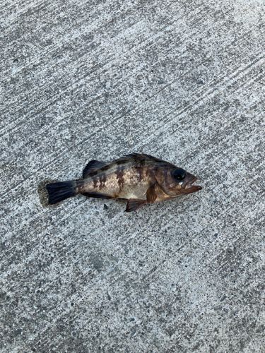 メバルの釣果