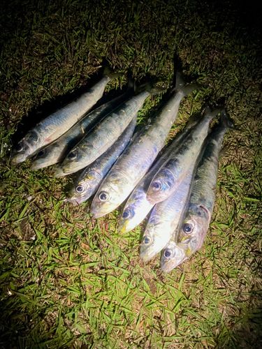 マイワシの釣果