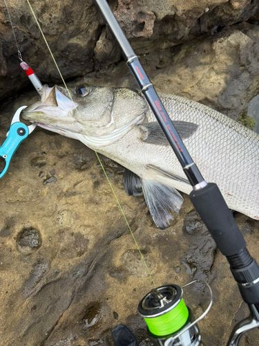ヒラスズキの釣果