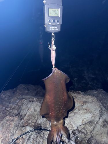 アオリイカの釣果