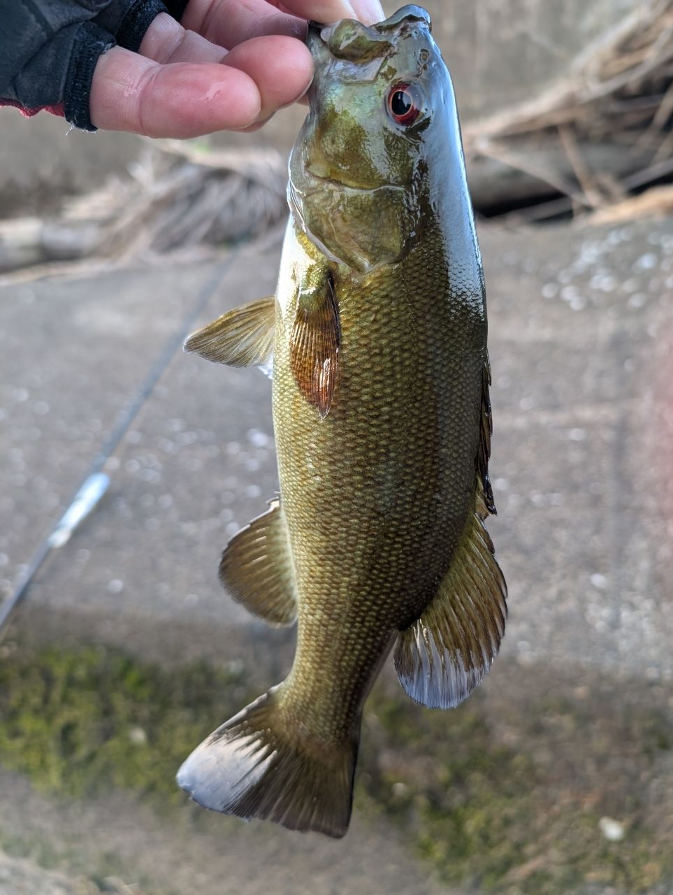 DAIWA 20リベリオン（センターカット2ピース スピニングモデル） 742ML
