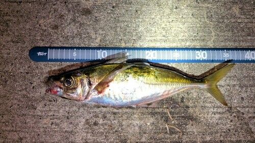 アジの釣果