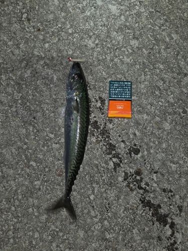 サバの釣果