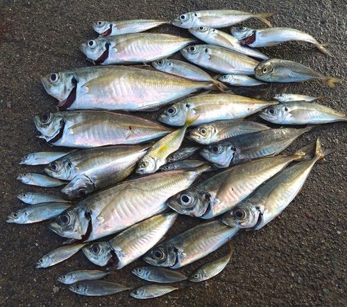 マアジの釣果