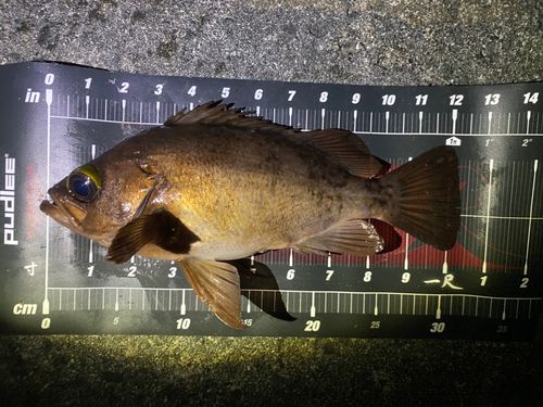アカメバルの釣果
