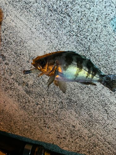 メバルの釣果