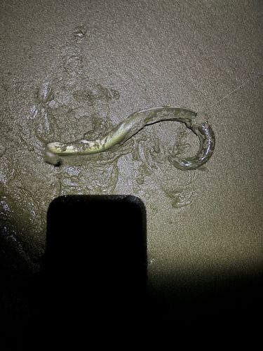 アナゴの釣果