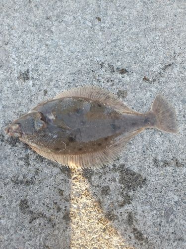 マガレイの釣果