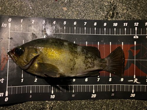 クロメバルの釣果
