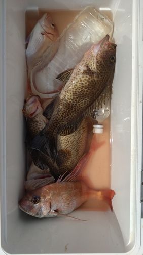タイの釣果