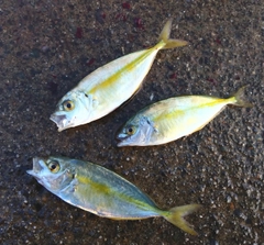 シマアジの釣果