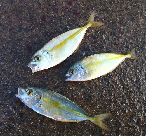 シマアジの釣果
