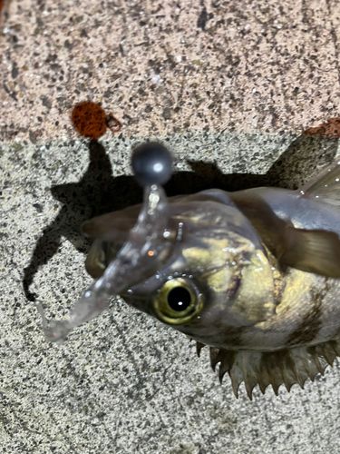 シロメバルの釣果