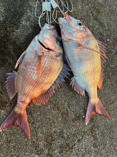 マダイの釣果