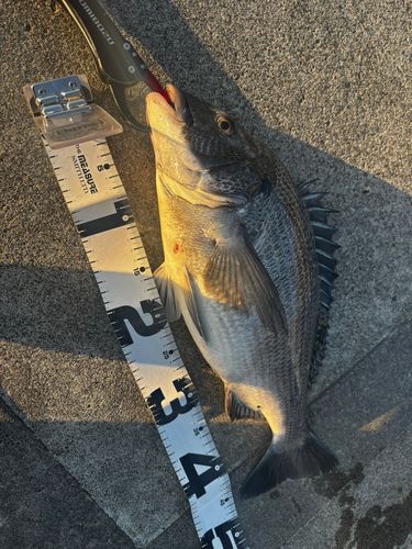クロダイの釣果