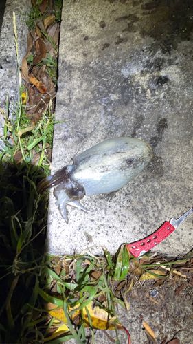 コウイカの釣果