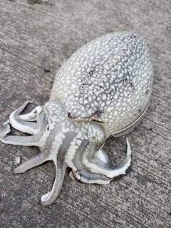 シリヤケイカの釣果