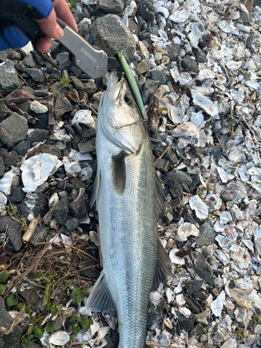 スズキの釣果
